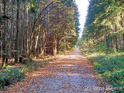 Herbstliche Impression von einem Spaziergang im Wald #9 - Veras Fotoblog